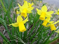 (子)hana10324.jpg