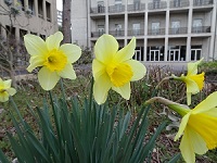 (子)hana30324.jpg