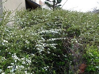(子)hana40324.jpg