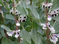 (子)korenani1.jpg