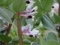 (子)korenani2.jpg