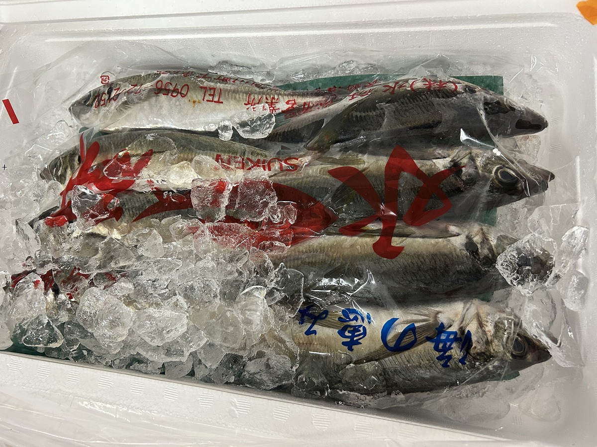鯵